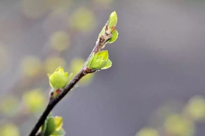 植树节保护环境演讲稿_小学生植树节发言稿5篇